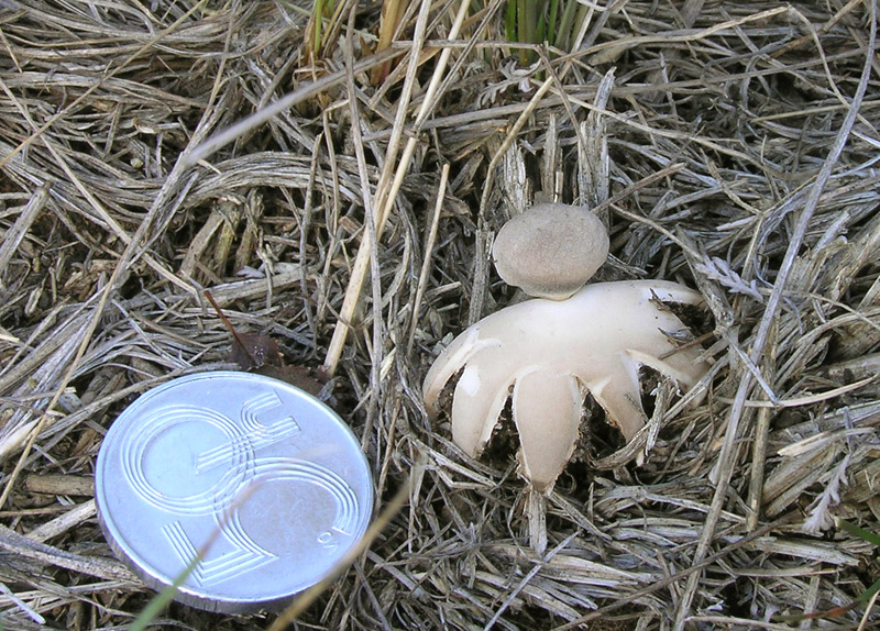 Geastrum schmidelii